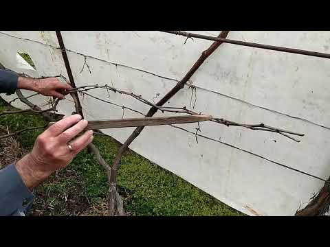 Видео: Различные формировки кустов винограда для вертикальной плоскости беседки
