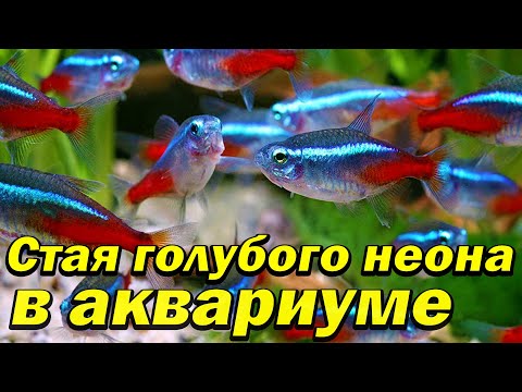Видео: Запустил в аквариум ОГРОМНУЮ СТАЮ НЕОНА!