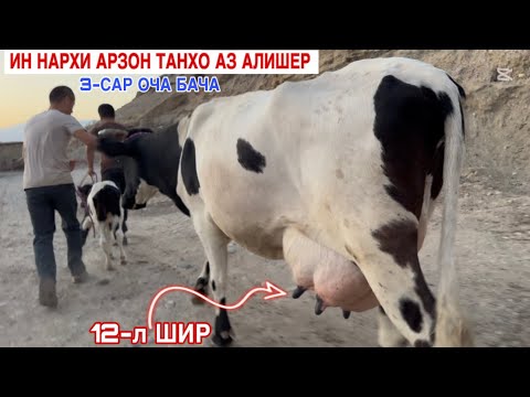 Видео: НАРХИ АРЗОН ТАНҲО АЗ АЛИШЕР ДЕР НАМОНЕД 3-САР ОЧА БАЧА 11 сентября 2025 г.