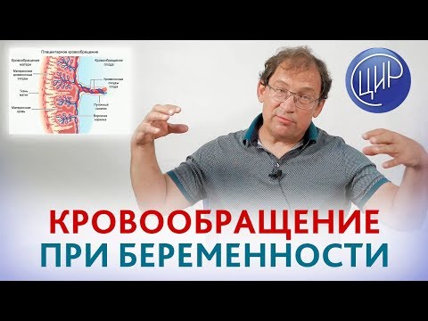 Видео: Кровообращение при беременности, плацента человека, гемостаз и правильный подход в акушерстве.