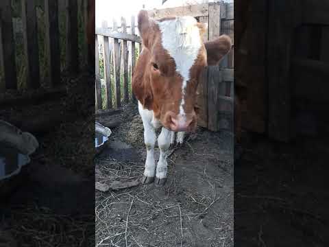 Видео: Шишки  у крс, бугорчатка или нодулярный дерматит крупного рогатого скота.