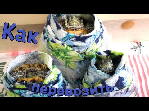 Видео: Как перевозить красноухих черепах
