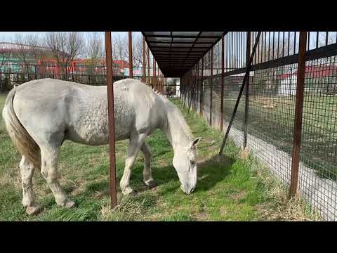 Видео: ТАКОГО НЕ БЫВАЕТ !!! Белый конь пришел к белым львам !!!