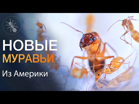 Видео: НОВЫЕ МУРАВЬИ ИЗ АМЕРИКИ! CAMPONOTUS SUBSTITUTUS!