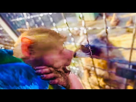 Видео: Люська НОС к НОСУ встретилась с другом енотом Тимошкой, мы все ТАК СОСКУЧИЛИСЬ!