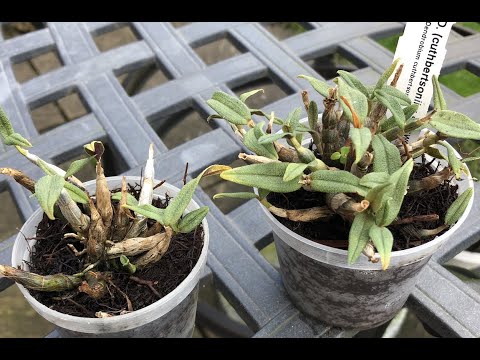 Видео: Dendrobium cuthbertsonii, взлёты и падения