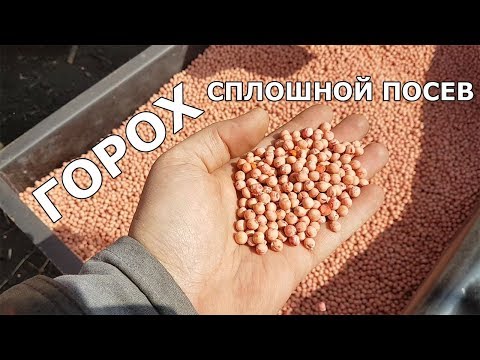 Видео: Горох от посева до уборки. Сплошной посев гороха комплексом ПАРТНЕР.