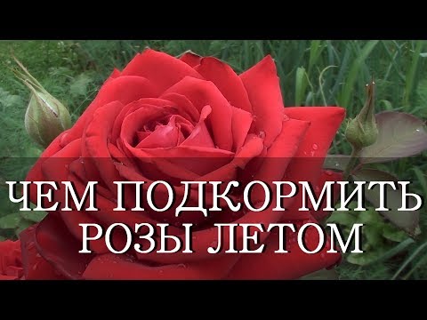 Видео: ПОДКОРМИТЬ РОЗЫ ЛЕТОМ СУПЕР СРЕДСТВО ДРОЖЖИ И ЗОЛА