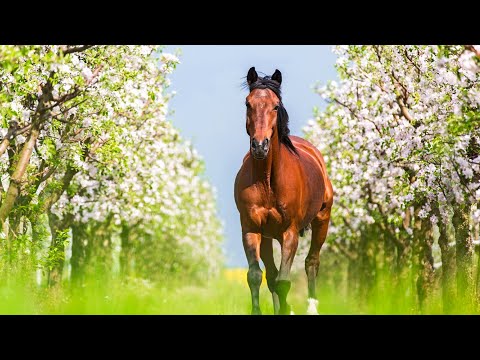 Видео: Успокаивающая музыка для нервов 🌿 лечебная музыка для сердца и сосудов, релакс, музыка для души #304