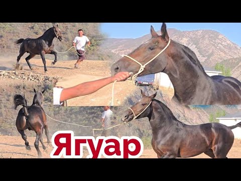 Видео: Пай Паай Папанда Ягуар🔥
