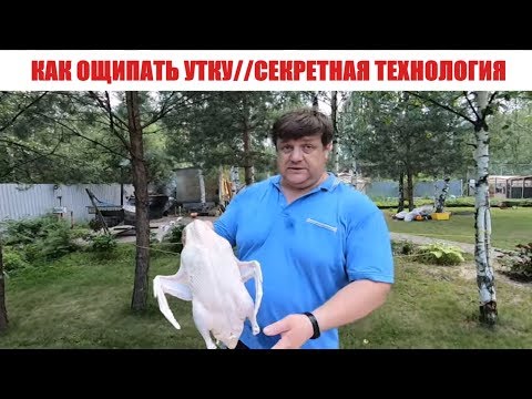 Видео: КАК ОЩИПАТЬ УТКУ//ОЩИП УТОК В РУЧНУЮ // СЕКРЕТНАЯ ТЕХНОЛОГИЯ