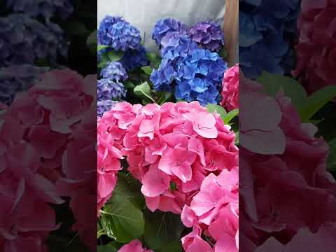 Видео: ГОРТЕНЗИЯ крупнолистная.Анапа. 89883178287-Аля Ватсап