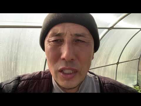 Видео: Чеснок өте пайдалы бизнес. Чеснок очень выгодный бизнес.Garlic is very profitable for business 1б