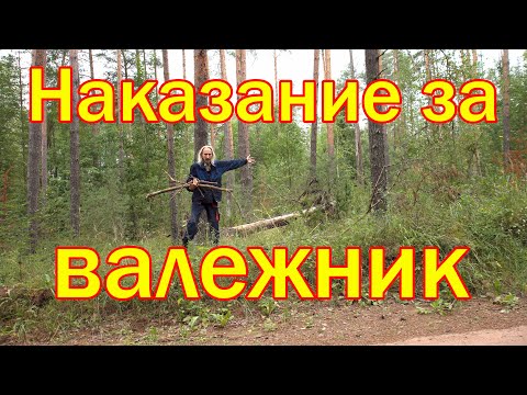 Видео: Наказание за валежник.