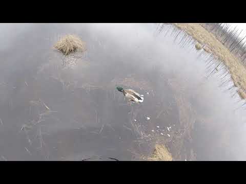 Видео: Охота в Якутии весной.