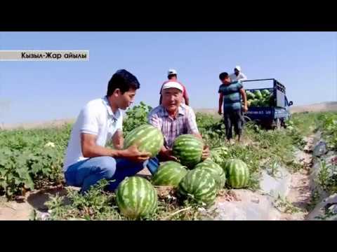 Видео: Менин айылым. Жалал-Абад облусу Кызыл-Жар айылы.