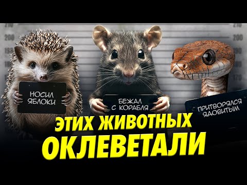 Видео: Почему крысы не бегут с корабля? Разоблачаем народные мифы о животных | Ученые против мифов 23-13
