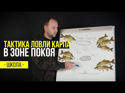 Видео: Тактика ловли карпа в ЗОНЕ ПОКОЯ. Уроки карповой ловли.