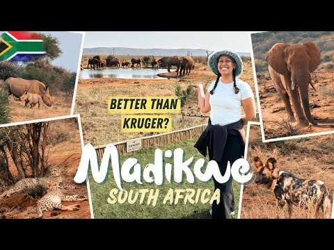 Видео: Самое недооценённое сафари в Южной Африке: заповедник Мадикве 🇿🇦