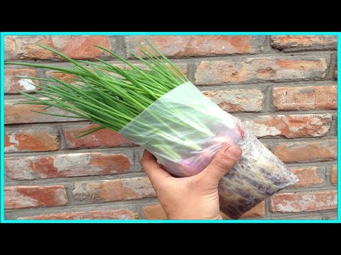 Видео: ТАК ЛУК ВЫ ЕЩЁ НЕ ВЫРАЩИВАЛИ / ЛУК НА ЗЕЛЕНЬ (ПЕРО) ВСЕ СПОСОБЫ