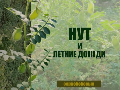 Видео: Нут в условиях переувлажнения 2023 сезона. Альтернатива подсолнечнику.