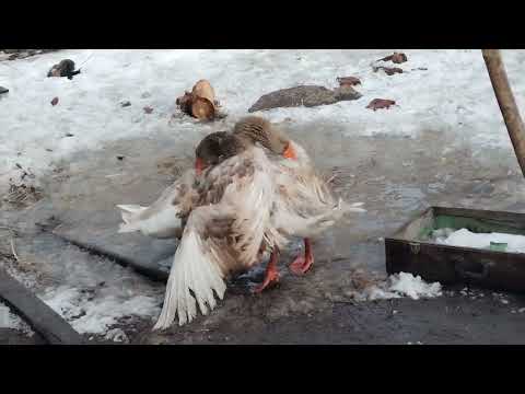 Видео: Горьковские,бой молодых.