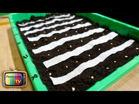 Видео: ТЕПЕРЬ СЕЮ ТОМАТЫ ТОЛЬКО ТАК КРЕПКАЯ РАССАДА БЕЗ ПРОРЕЖИВАНИЯ И ВЫТЯГИВАНИЯ