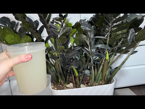 Видео: ВОЛШЕБНЫЙ ЭЛИКСИР для ЗАМИОКУЛЬКАСА и даже ЧАХЛЫЙ БУДЕТ РАСПИРАТЬ ГОРШОК и НАРАСТИТ НОВЫХ 50 ЛИСТЬЕВ