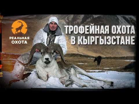 Видео: ТРОФЕЙНАЯ ОХОТА В КЫРГЫЗСТАНЕ | ОХОТА НА СНЕЖНОГО БАРАНА | РЕАЛЬНАЯ ОХОТА