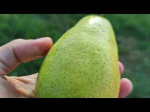 Видео: как растет Груша на Яблоне // How a Pear Grows on an Apple Tree