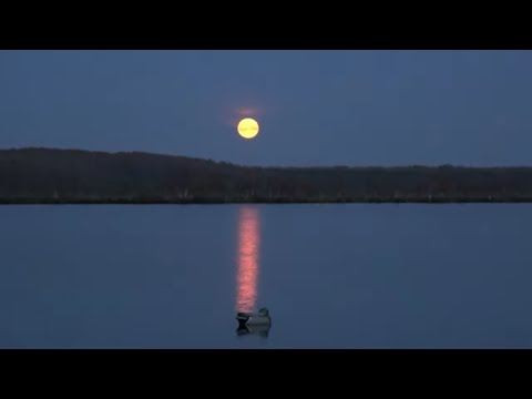 Видео: Охота на осеннюю утку\гуся #17 Шикарная луна
