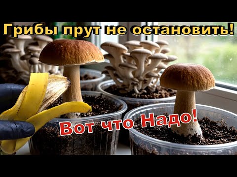 Видео: Я в Шоке! ГОРА Грибов за 1 день. Выращивание грибов дома