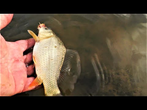 Видео: КОРМЛЮ РЫБУ В ВОДОЕМЕ\ЧЕМ ЛУЧШЕ ВСЕГО КОРМИТЬ РЫБУ?