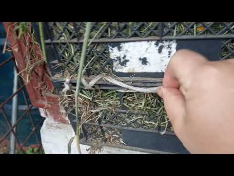 Видео: Как очень просто сделать кормушки для кроликов для травы и сена.