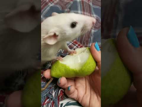 Видео: Крыскин выгул #крыса #пасюк #полупасюк #декоративнаякрыса #rat 