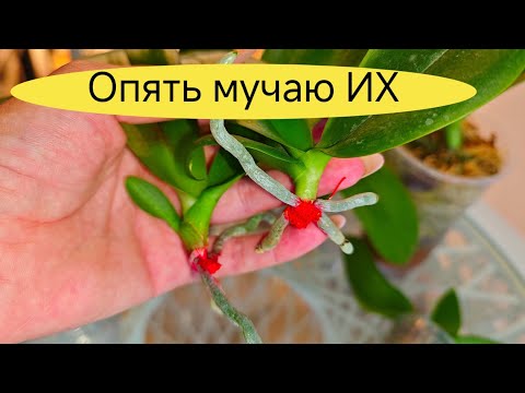 Видео: ОРХОЭКСПЕРЕМЕНТ: ОРХОРАЙ специально ПРИСЛАЛ БОЛЬНЫЕ ОРХИДЕИ и Что С Ними СТАЛО? 😰