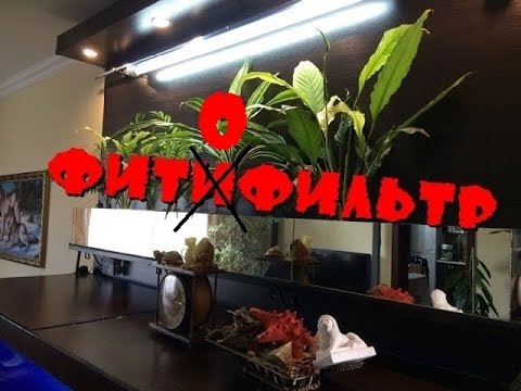 Видео: Фитофильтр. Домашний аквариум доступен для всех!
