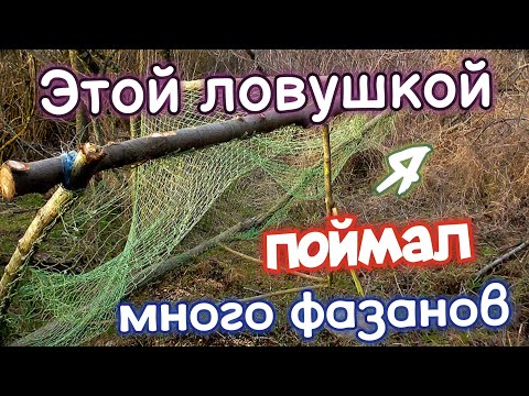 Видео: КАК СДЕЛАТЬ ЛОВУШКУ НА ФАЗАНА! Охота на фазана. Охота БЕЗ ружья. Как поймать фазана.
