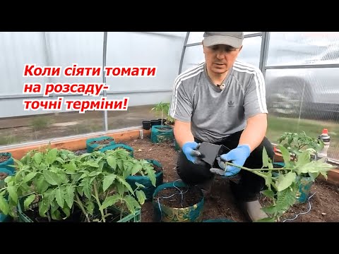 Видео: Коли сіяти томати на розсаду- не наробіть помилок!