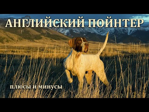 Видео: АНГЛИЙСКИЙ ПОЙНТЕР. Плюсы и минусы породы ENGLISH POINTER