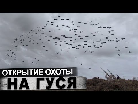 Видео: Открытие охоты на гуся в конце готовим царский студень из гуся