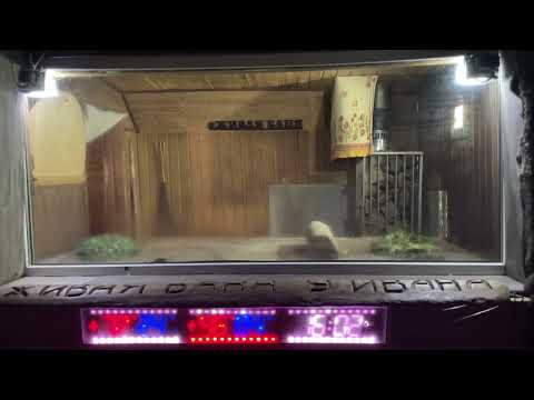 Видео: Семенычев Александр г.Пенза . Домашний Банщик. Зачёт. // Академия Банного Дела