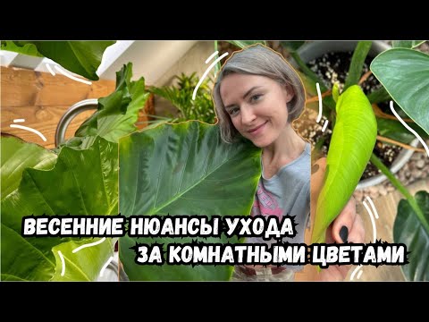 Видео: Весенние нюансы ухода за комнатными цветами | секреты весеннего ухода за растениями