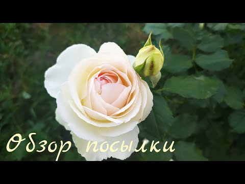 Видео: Обзор посылки из питомника Posadka.com. #саженцыроз #обзорсаженцев #розы