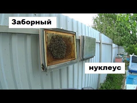 Видео: Заборные нуклеусы   новинка в пчеловодстве
