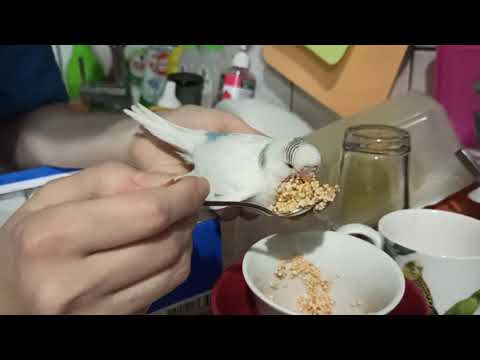 Видео: Кормим ручного птенчика. От Чаки и Дори.