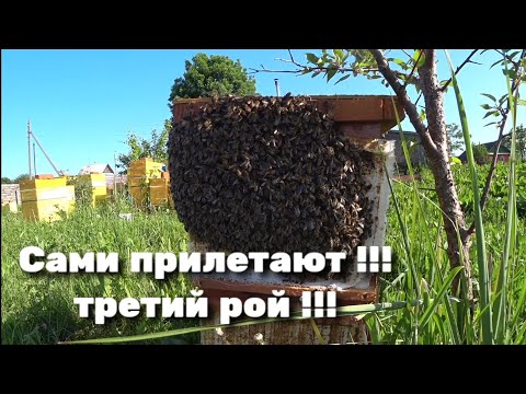 Видео: Опять рой и немного матководства.
