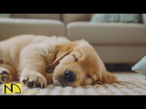 Видео: 20 часов любимой музыки собак🐶💖Музыка для сна собак 🐶🎵 Музыка для снятия беспокойства при разлуке🎵