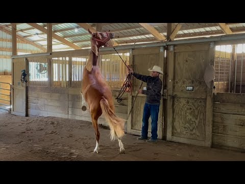 Видео: 😳 Ого! Она была готова к прыжку!