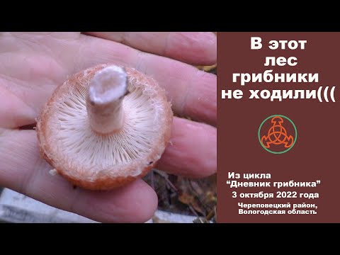 Видео: В этот лес грибники не ходили. Дневник грибника 3 октября 2022 года.